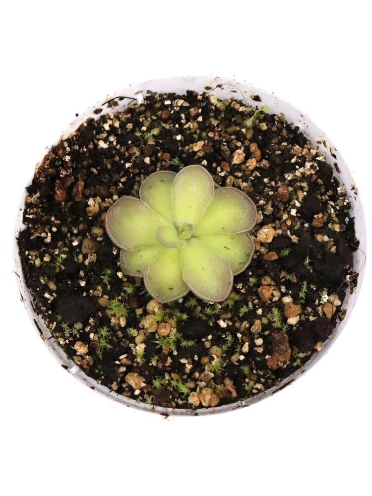 Pinguicula cyclosecta Dulces Nombre, Nuevo Leon