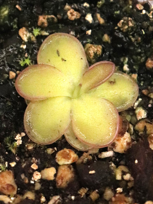 Pinguicula laueana "Tricolour Flower"