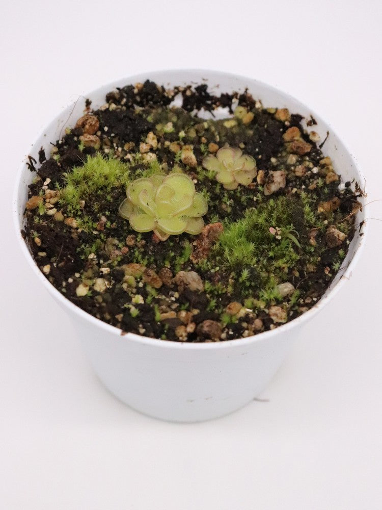 Pinguicula Kondoi
