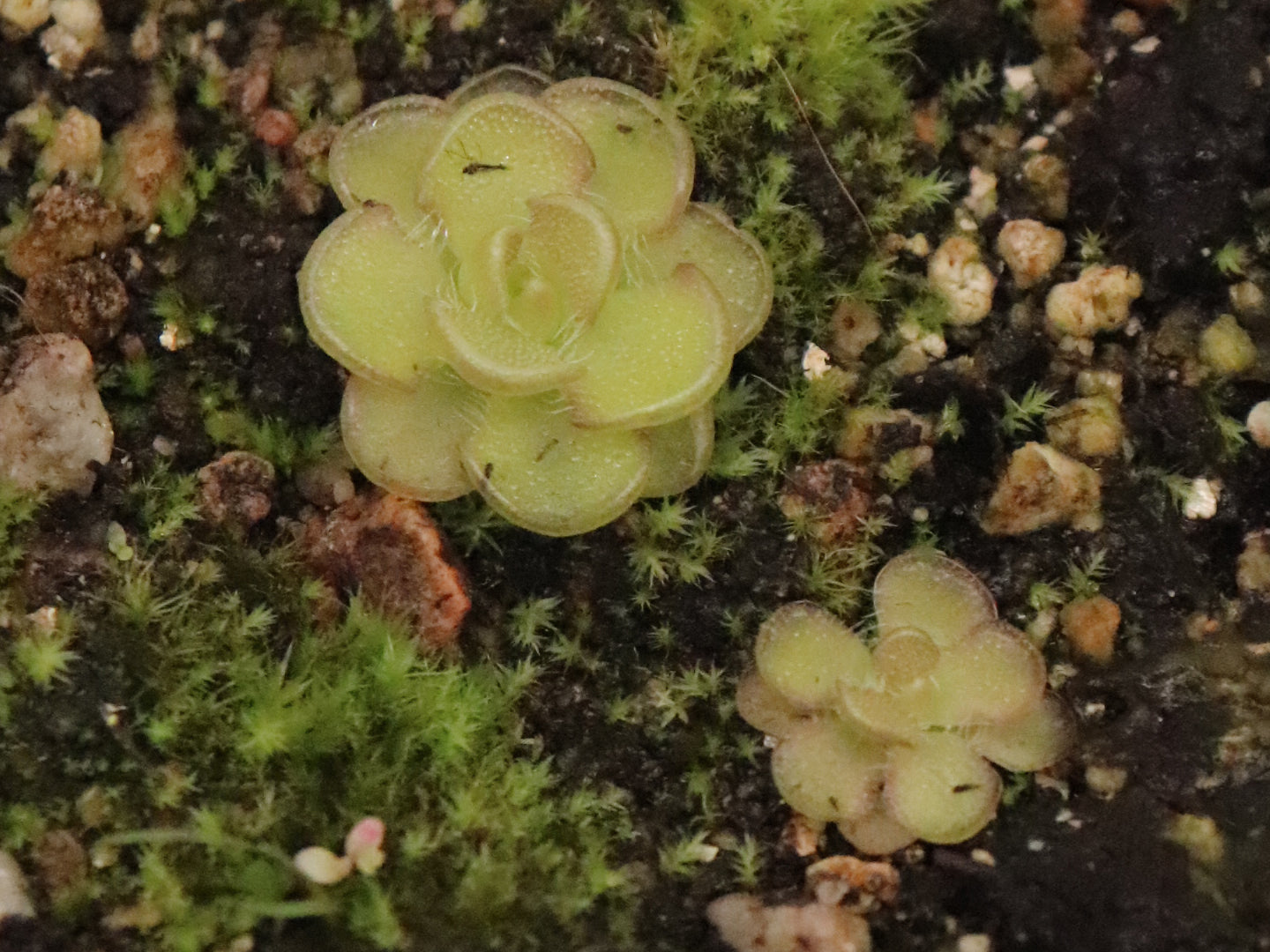 Pinguicula Kondoi