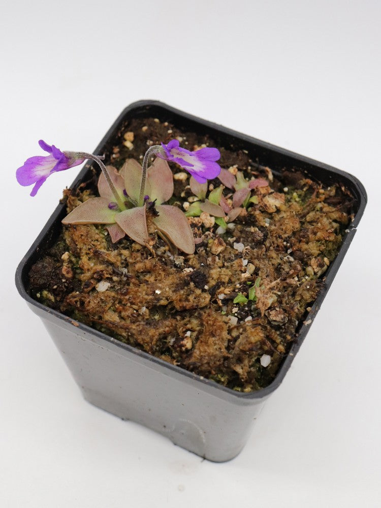 Pinguicula poldinii