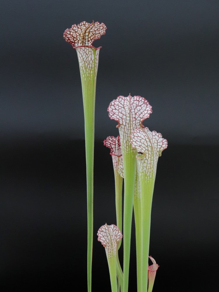 Sarracenia leucophylla "Pubescent pink"