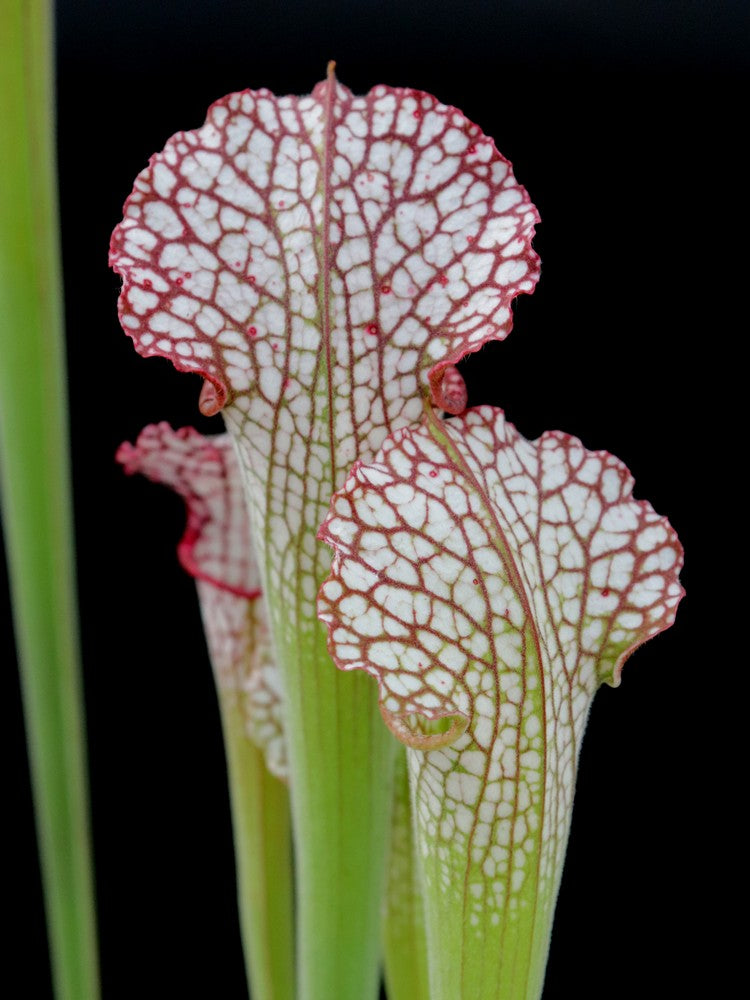 Sarracenia leucophylla "Pubescent pink"