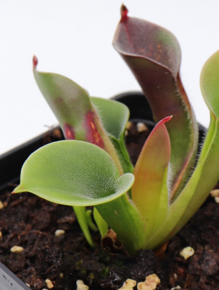 Heliamphora pulchella Chimanta Tepui