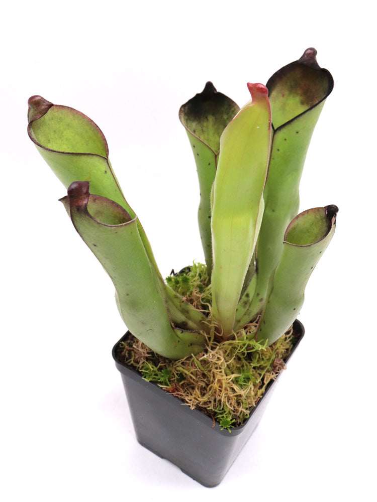 Heliamphora purpurascens Ptari tepui, Venezuela