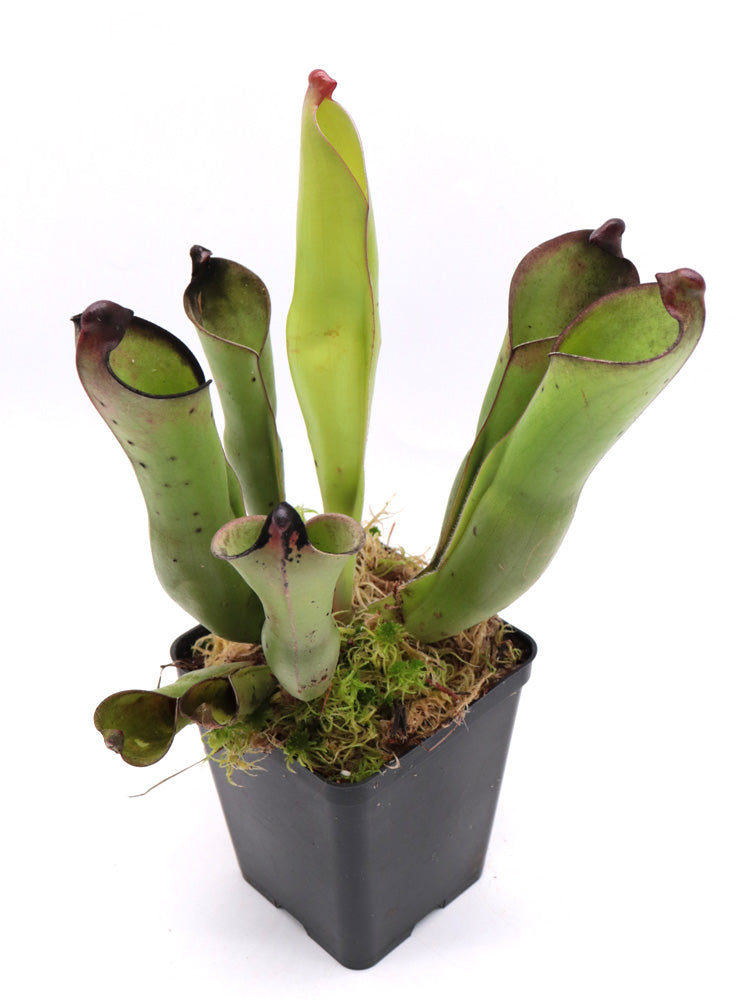 Heliamphora purpurascens Ptari tepui, Venezuela