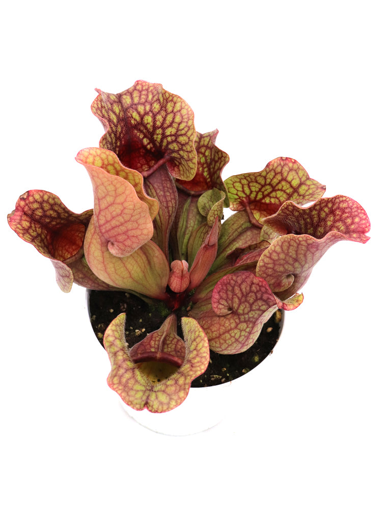 Sarracenia purpurea ssp. venosa "All red"