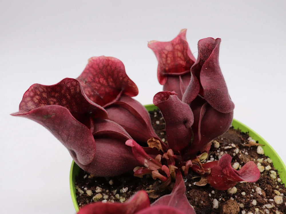 Sarracenia purpurea ssp. venosa "All red"