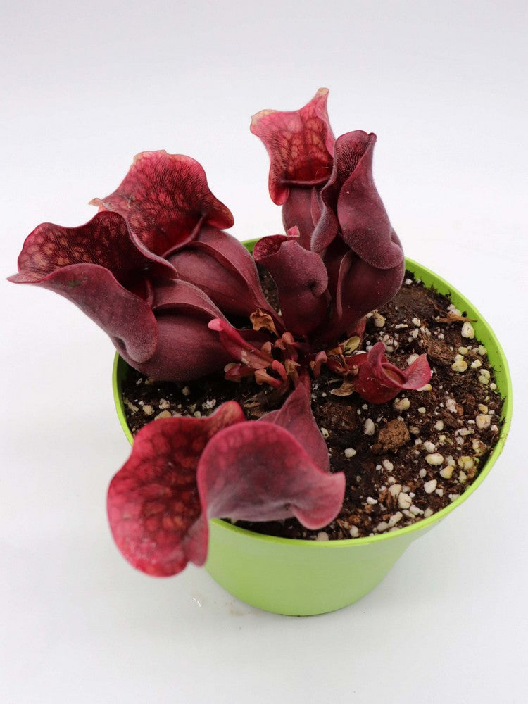 Sarracenia purpurea ssp. venosa "All red"