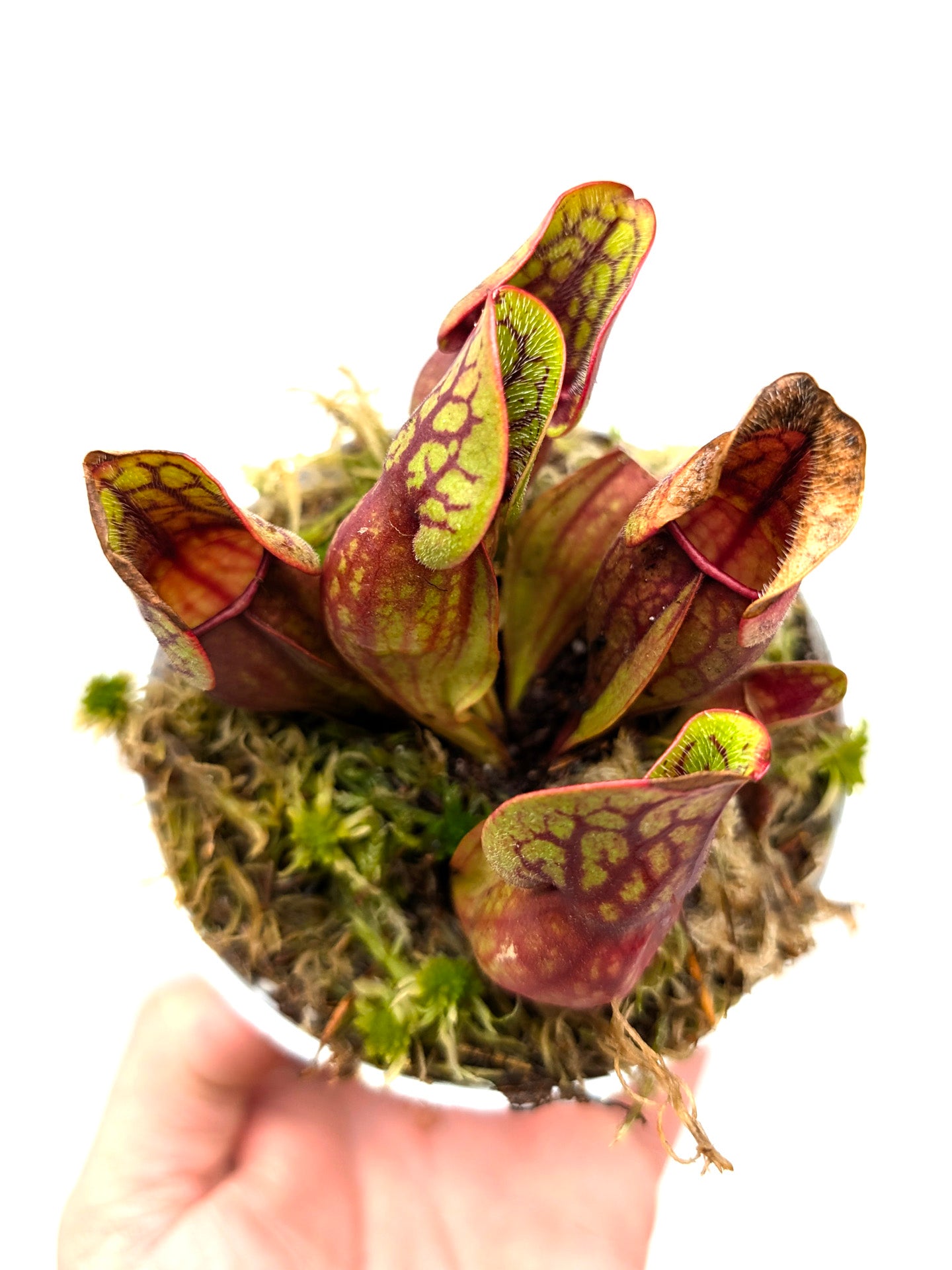Sarracenia purpurea ssp. purpurea var. ripicola