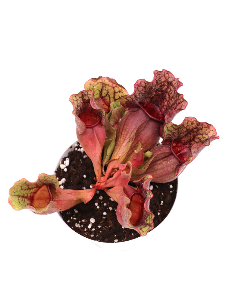 Sarracenia purpurea ssp. venosa Sheely Pond, Lexington Co.