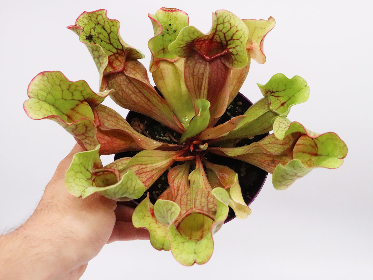 Sarracenia purpurea ssp. venosa
