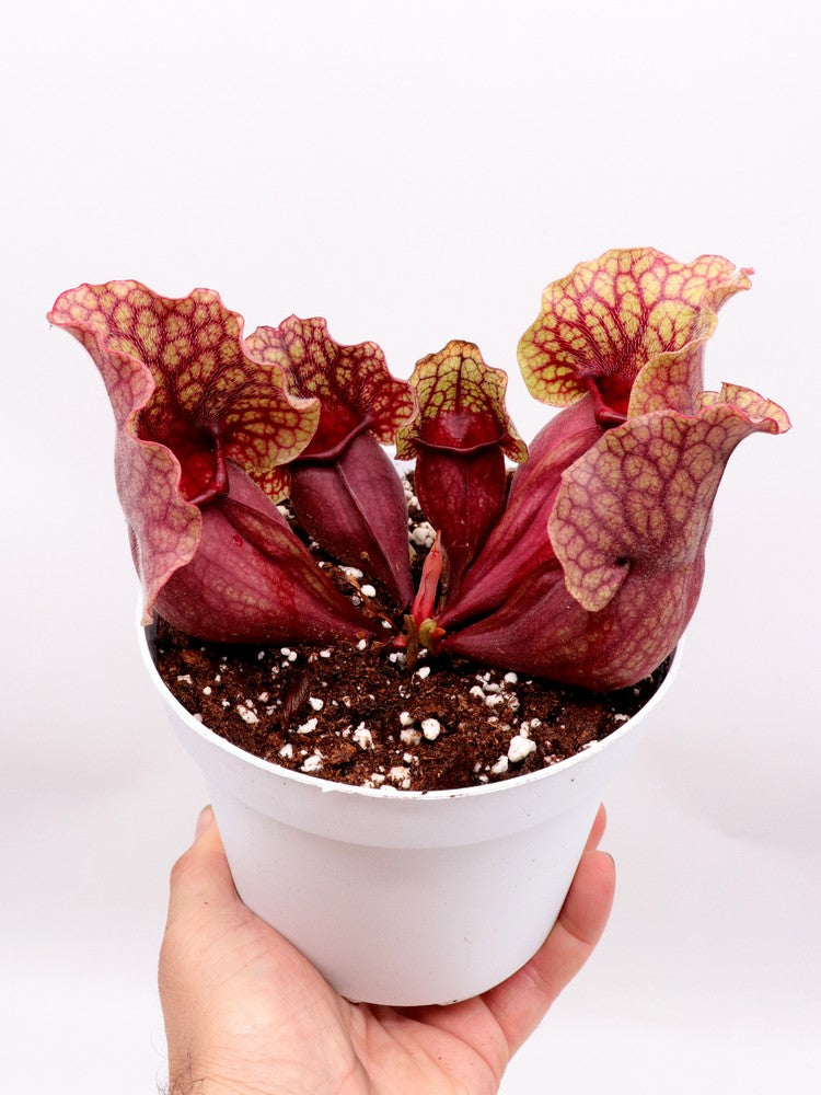 Sarracenia rosea x f. luteola