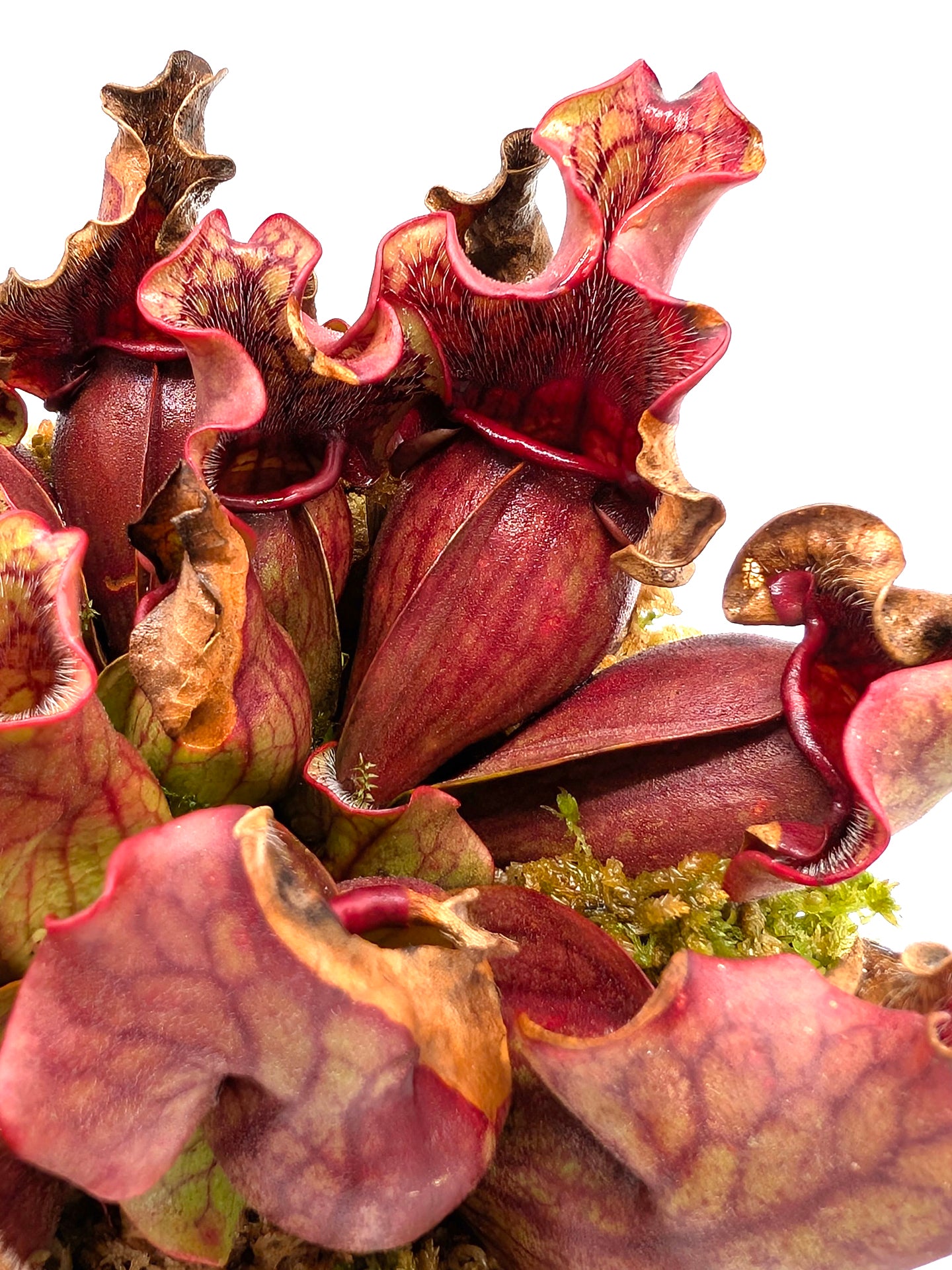 Sarracenia purpurea ssp. venosa "Dark Red Ruffled" GC Seedgrown
