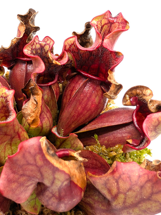 Sarracenia purpurea ssp. venosa  "Dark Red Ruffled" GC Seedgrown