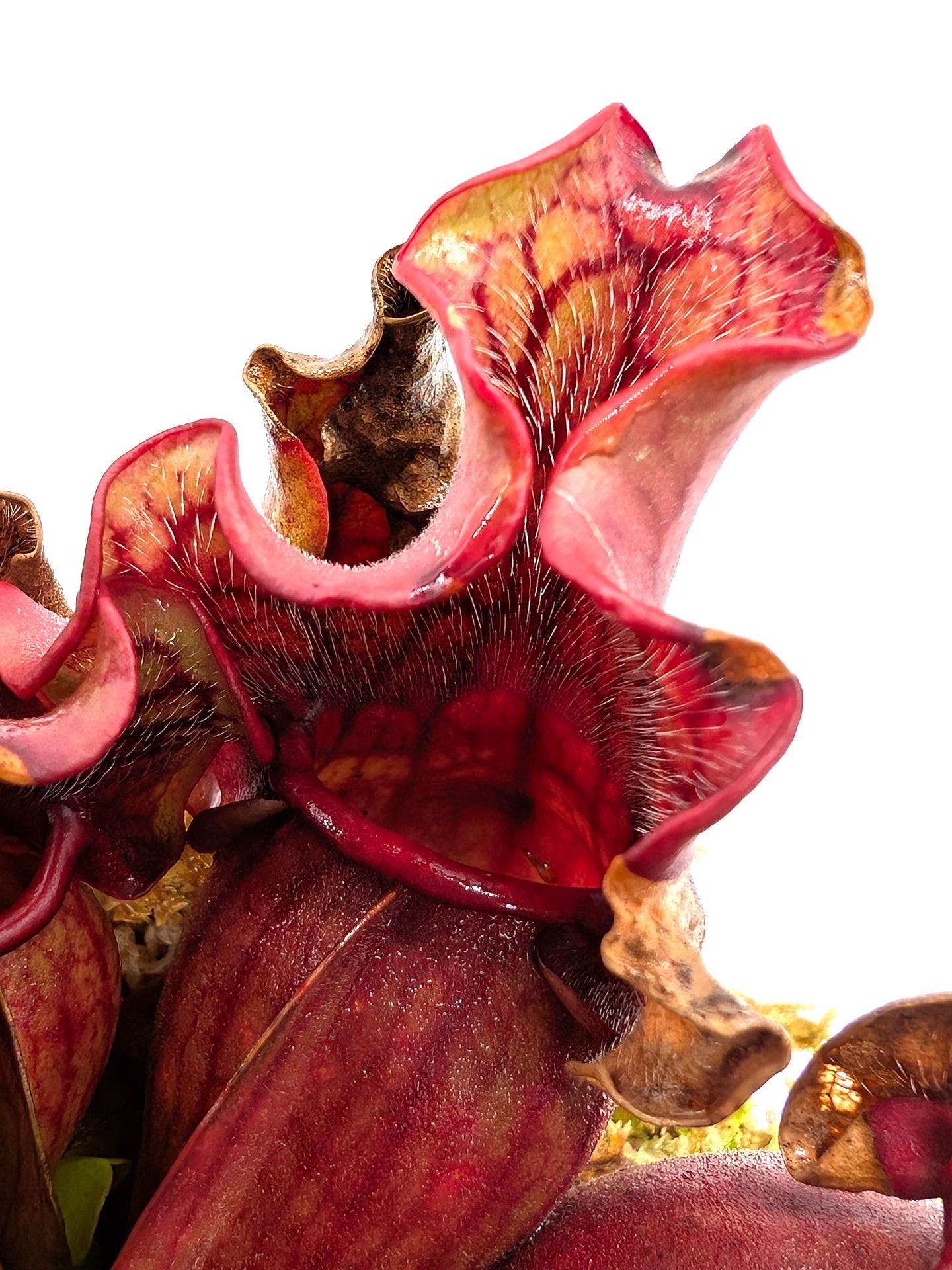 Sarracenia purpurea ssp. venosa "Dark Red Ruffled" GC Seedgrown