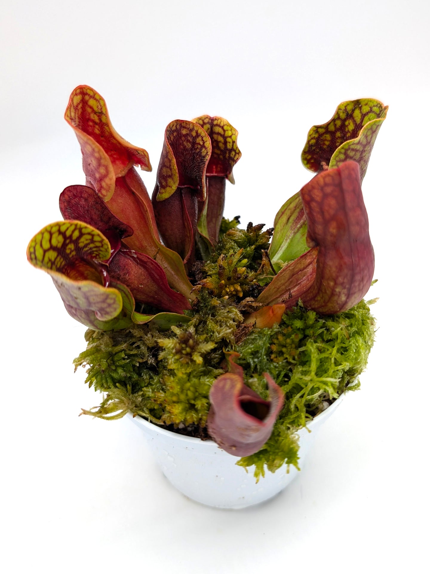 Sarracenia purpurea ssp. purpurea
