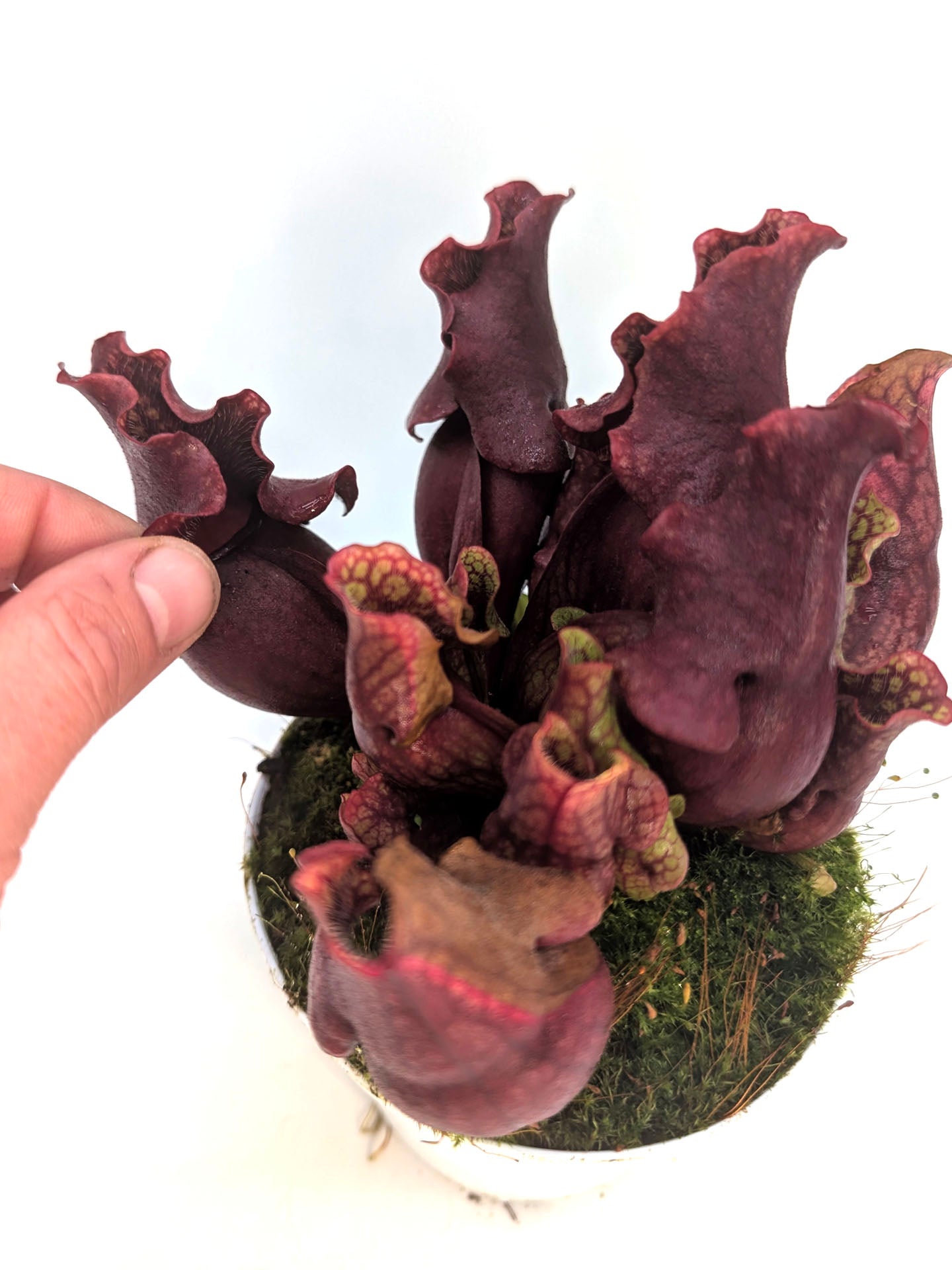 ASTA 7: Sarracenia purpurea ssp. venosa "Dark Ruffled and Closed Lid"