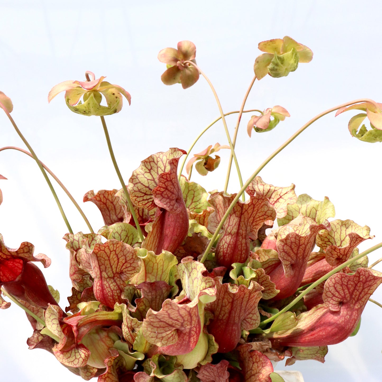 PV1 GC Sarracenia purpurea ssp. venosa "Giant"