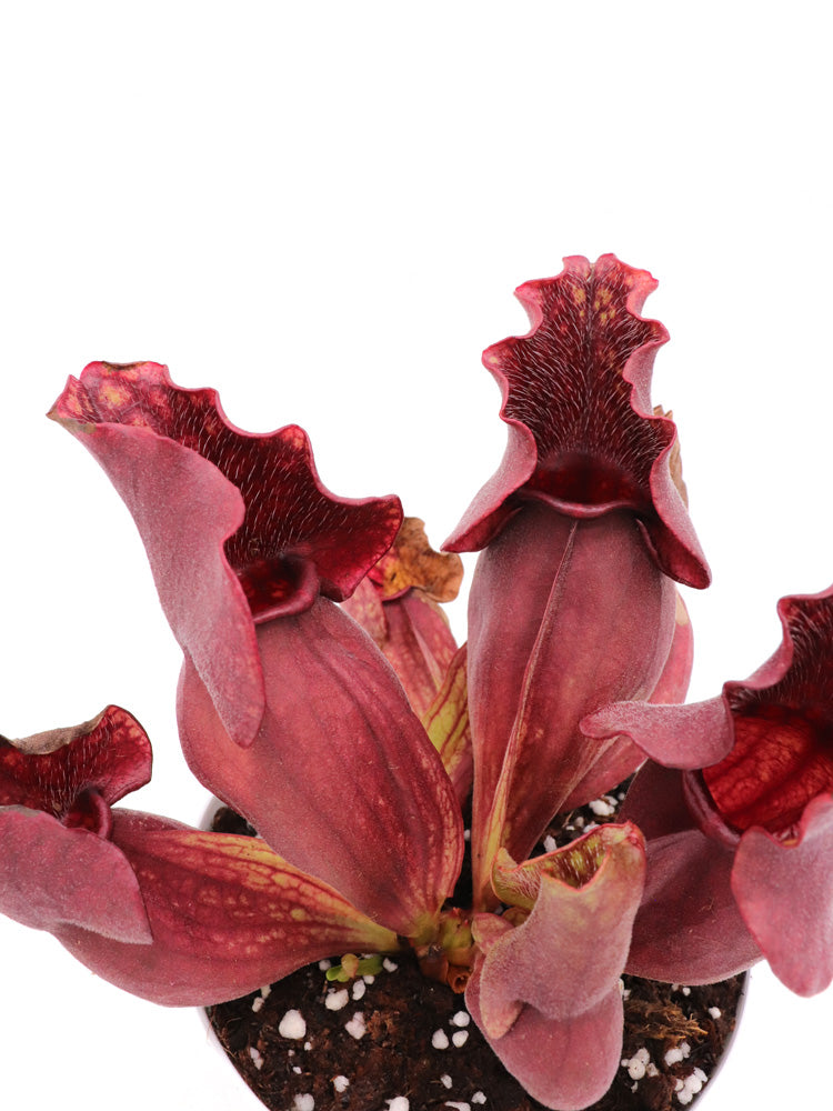 Sarracenia purpurea ssp. venosa Green Swamp, North Carolina