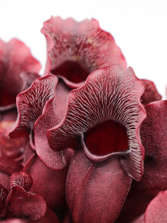 PV9 GC  Sarracenia purpurea ssp. venosa "Buddha Belly Seedgrow GC SELECTION"