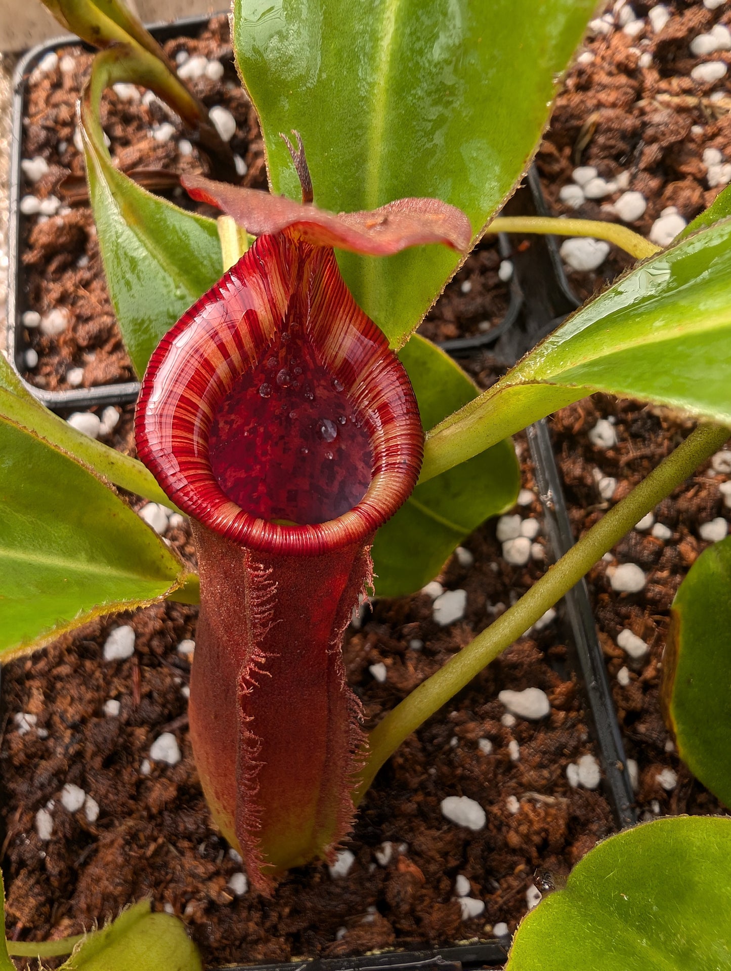 Nepenthes (spathulata x spectabilis "Pinapan") x lowii