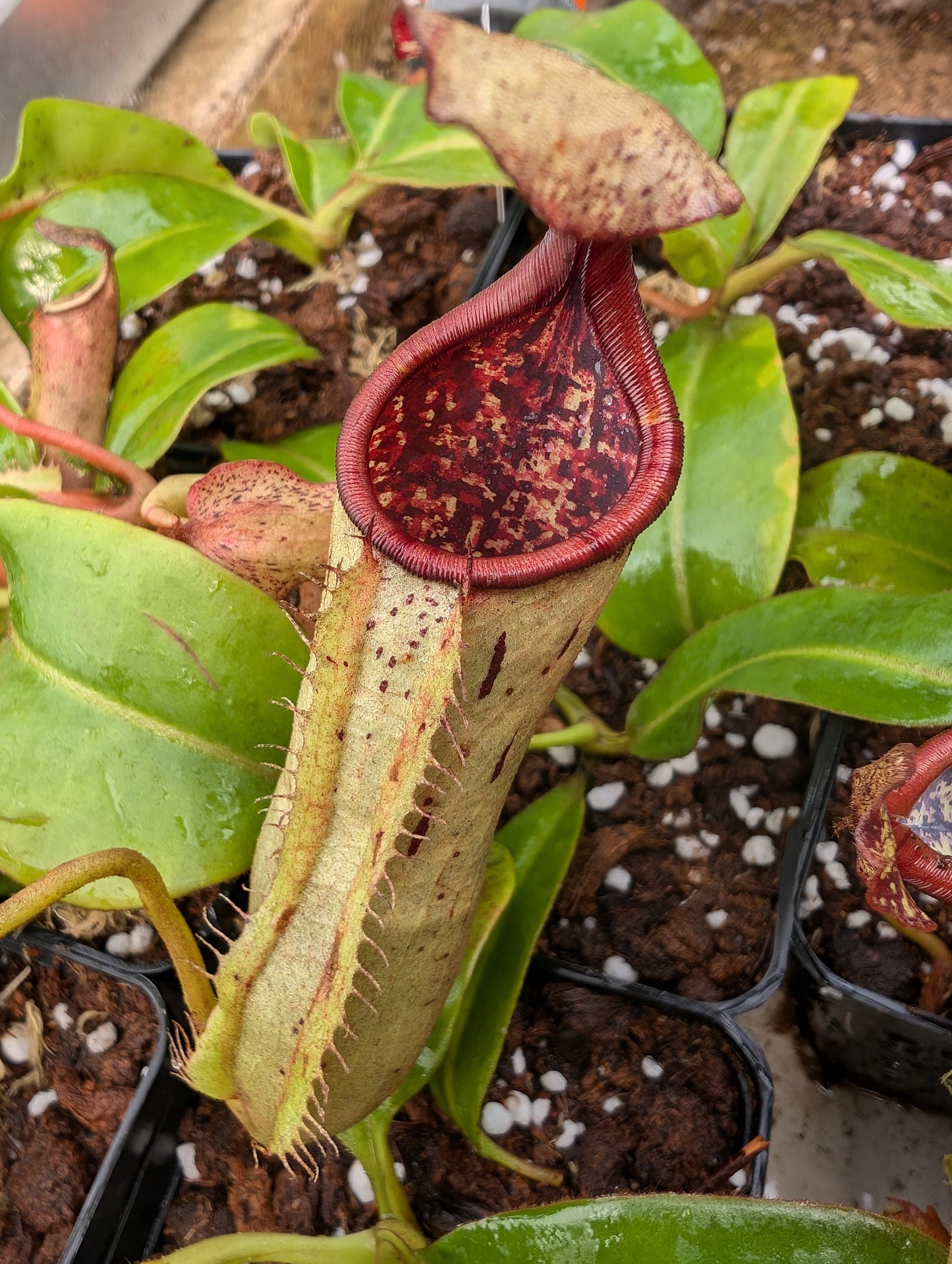 Nepenthes epiphytica x (Maxima "Dark" x Veitchii)