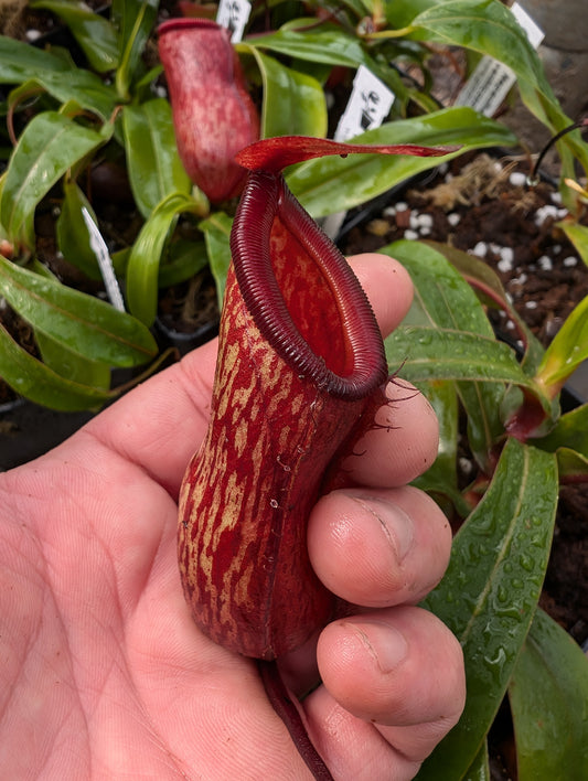 Nepenthes ventricosa x pitopangii