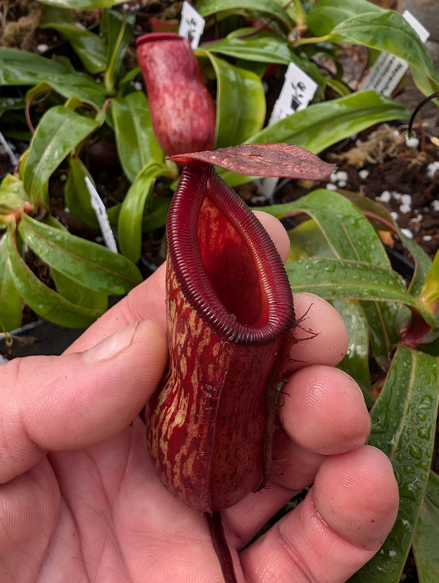 Nepenthes ventricosa x pitopangii