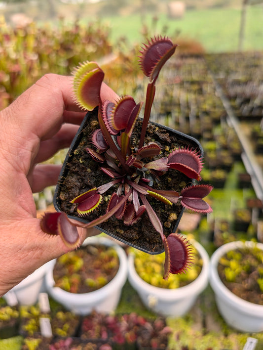 Dionaea muscipula  Bohemian garnet