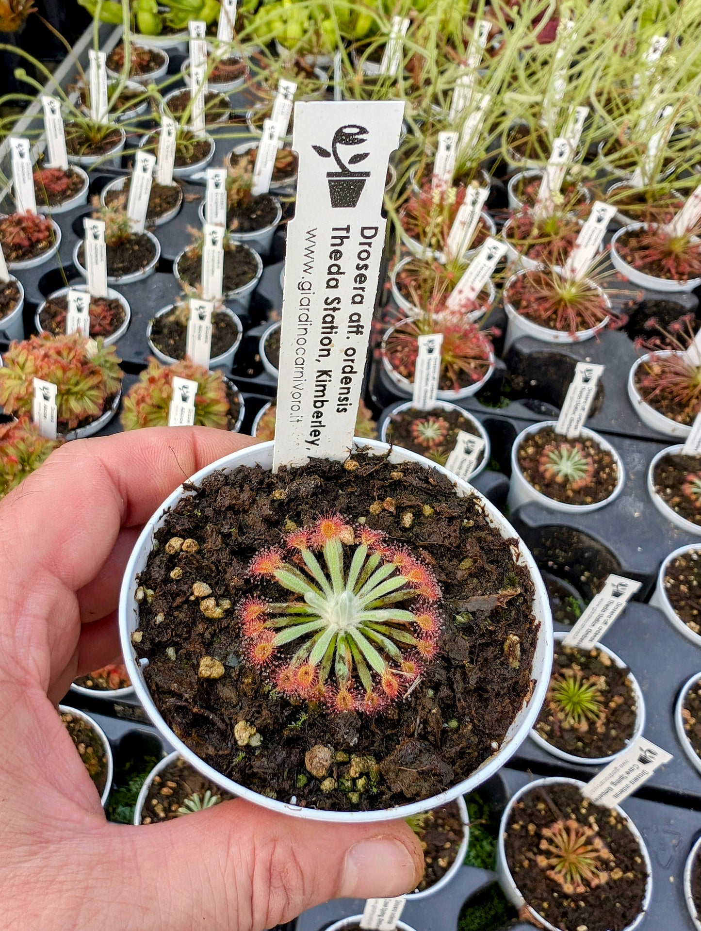 Drosera aff. ordensis Narrow leaf Theda Station, Kimberley, AU