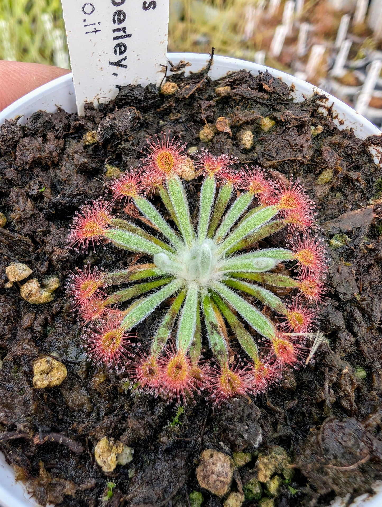 Drosera aff. ordensis Narrow leaf Theda Station, Kimberley, AU