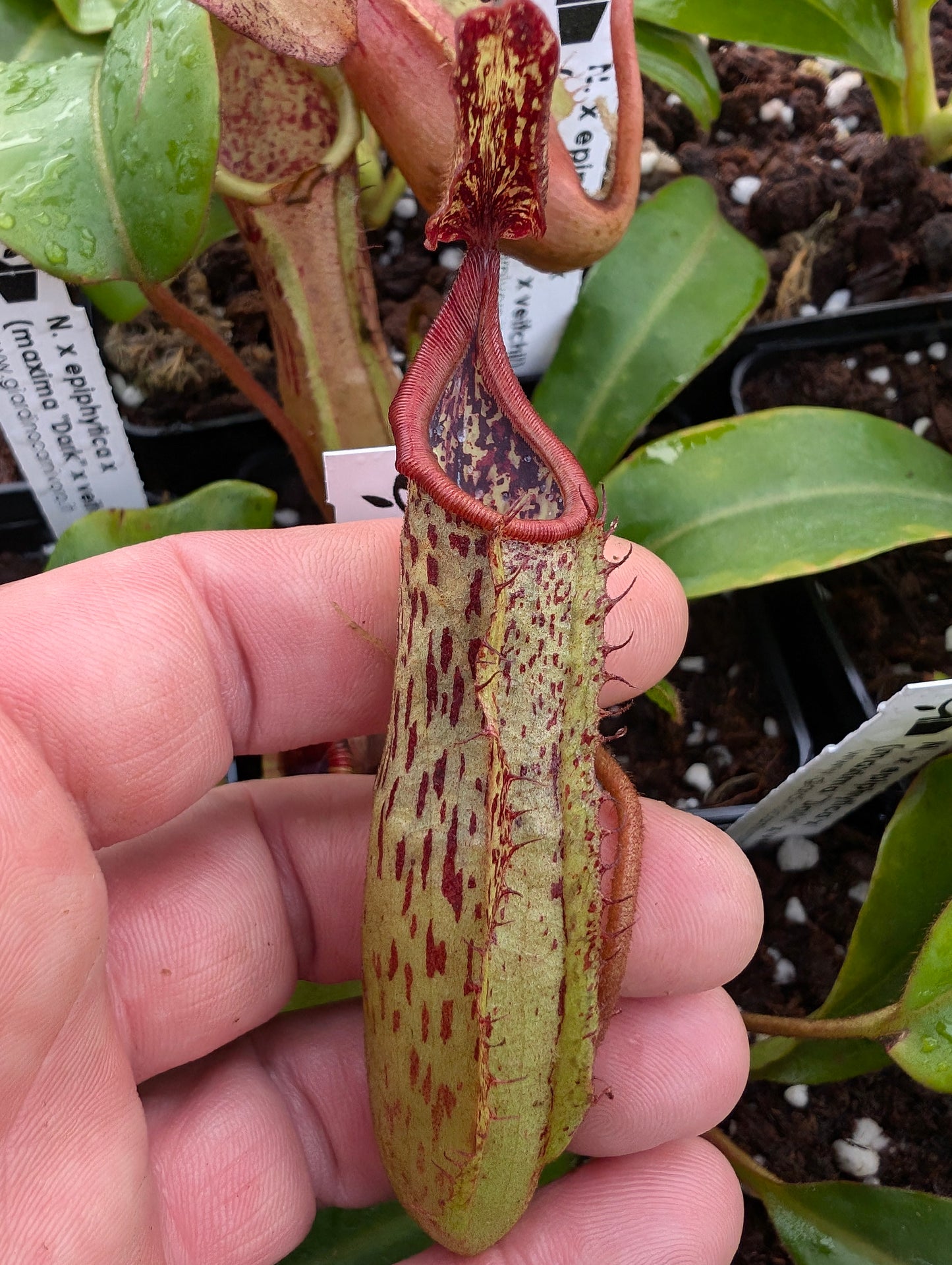 Nepenthes epiphytica x (Maxima "Dark" x Veitchii)