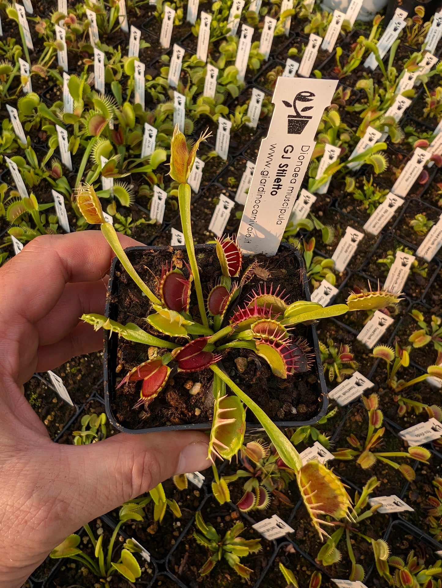 Dionaea muscipula  GJ Stiletto