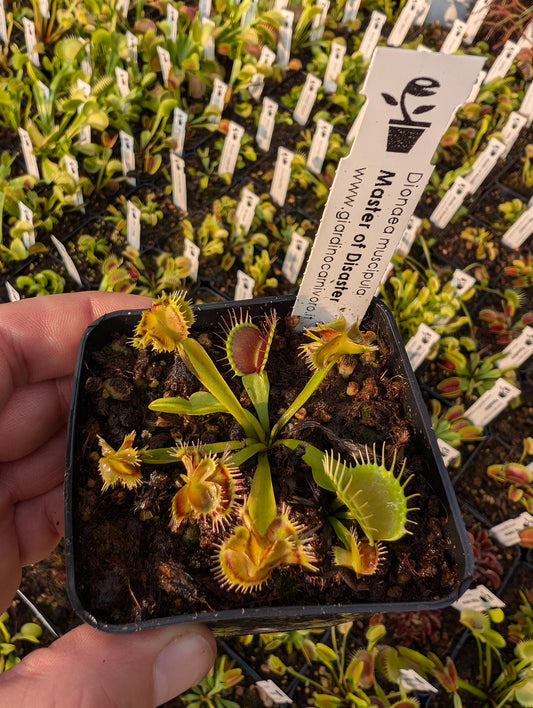 Dionaea muscipula  Master of disaster