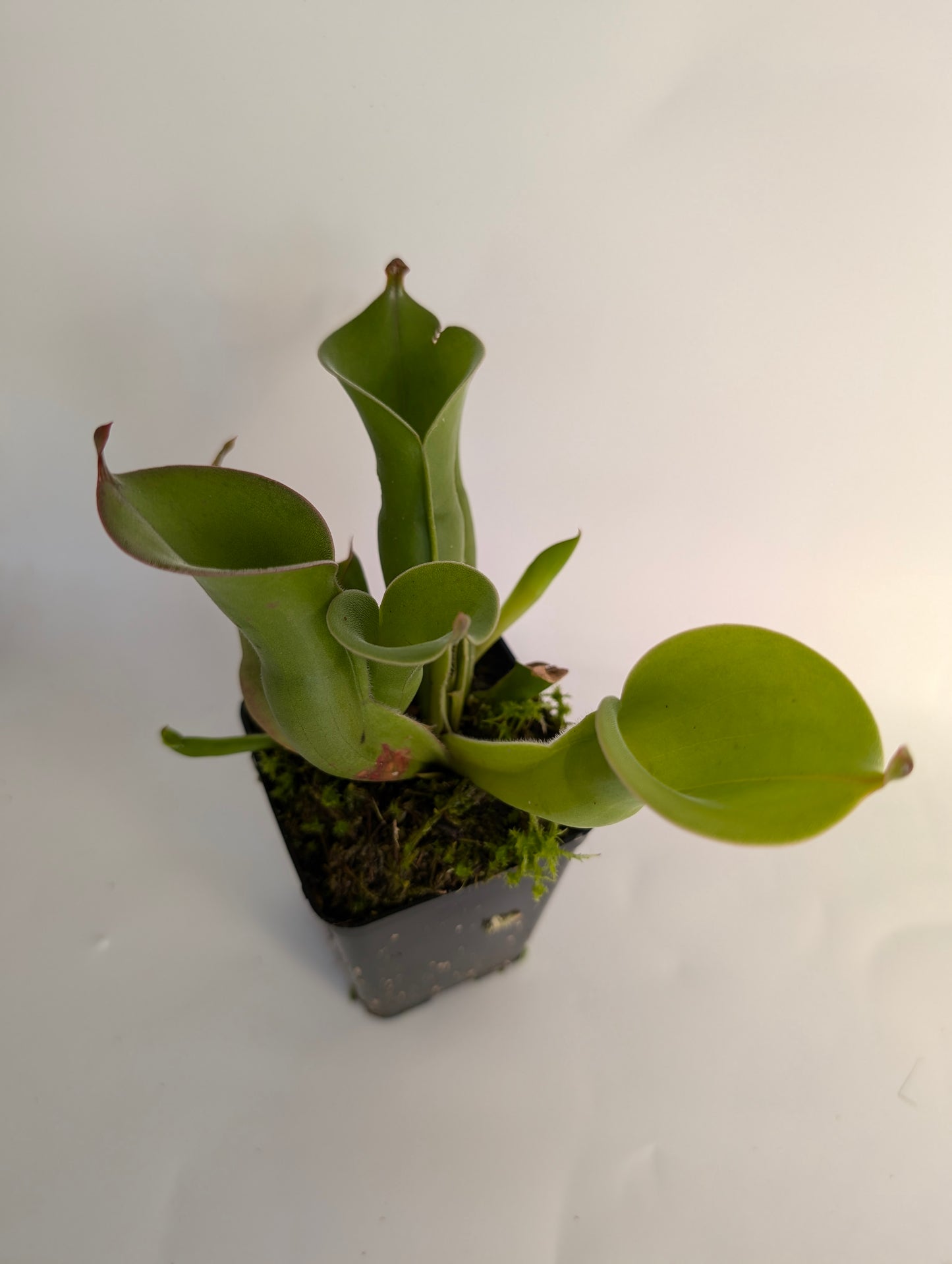 Heliamphora huberi Akopan Tepui, Venezuela SEEDGROW