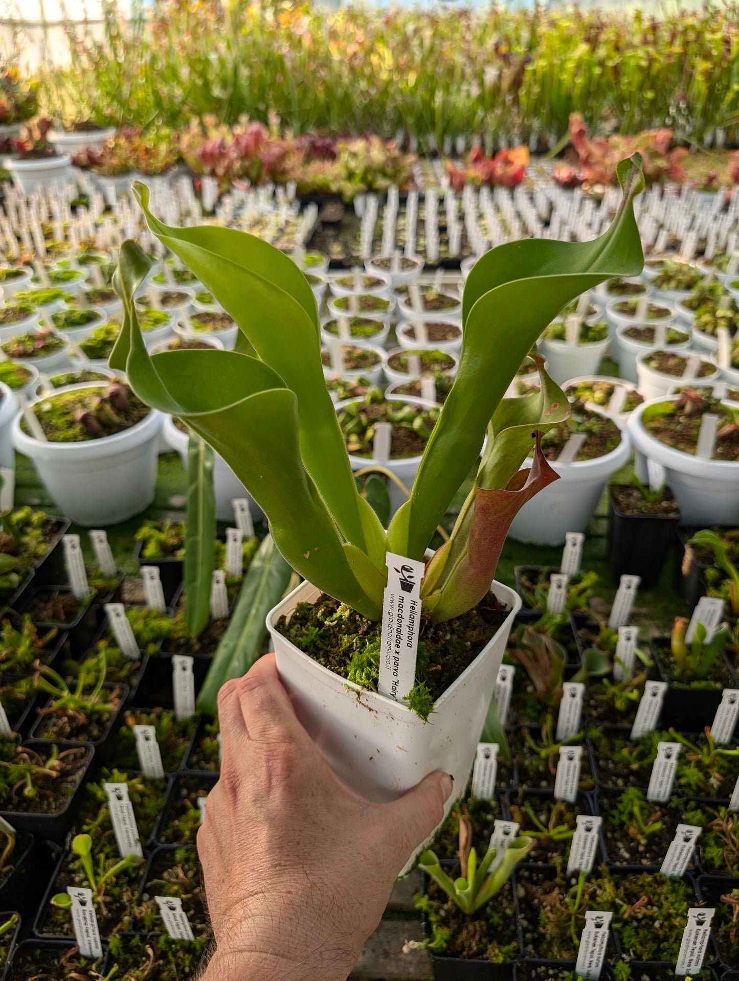 Heliamphora macdonaldae x parva „Haarig“