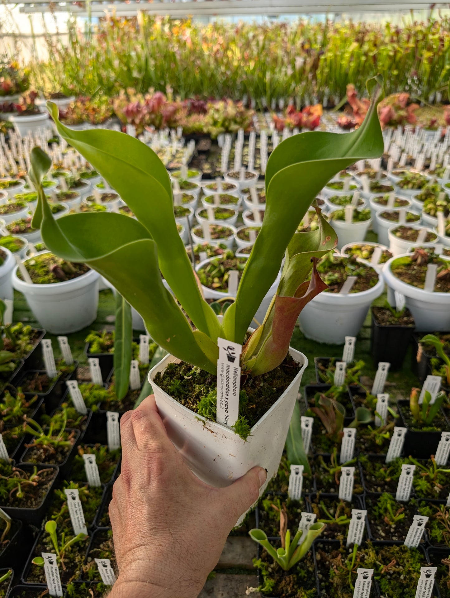 Heliamphora macdonaldae x parva „Haarig“