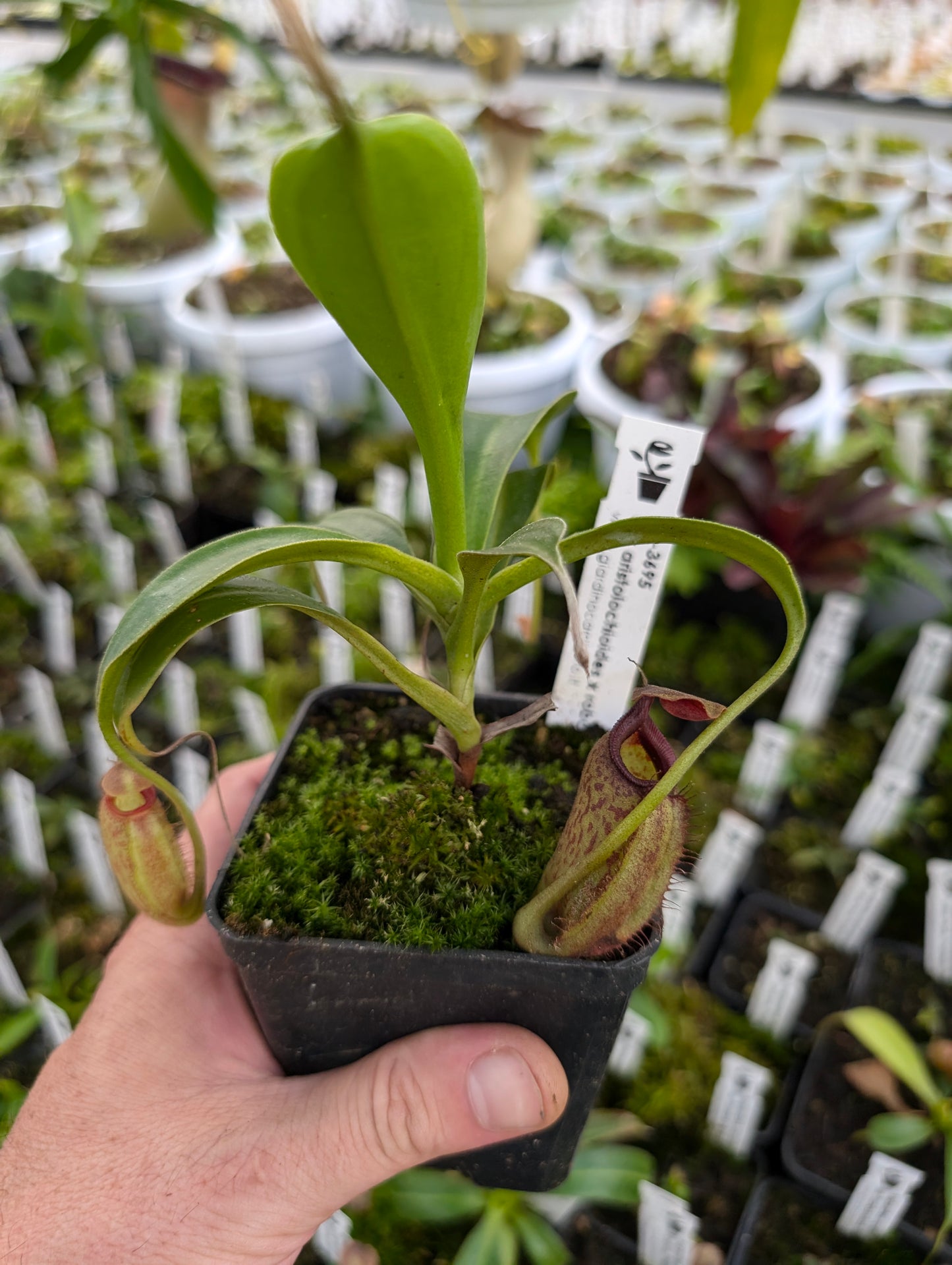 Nepenthes aristolochioides x robcantleyi BE-3695
