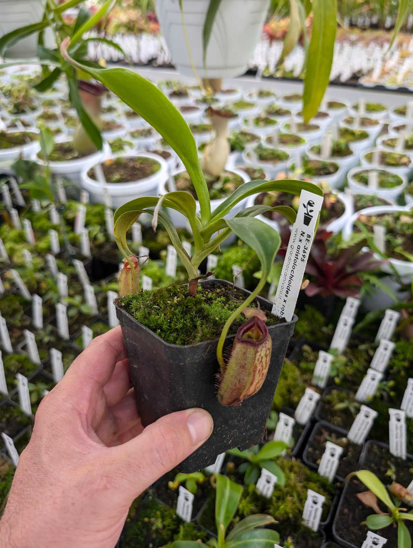 Nepenthes aristolochioides x robcantleyi BE-3695