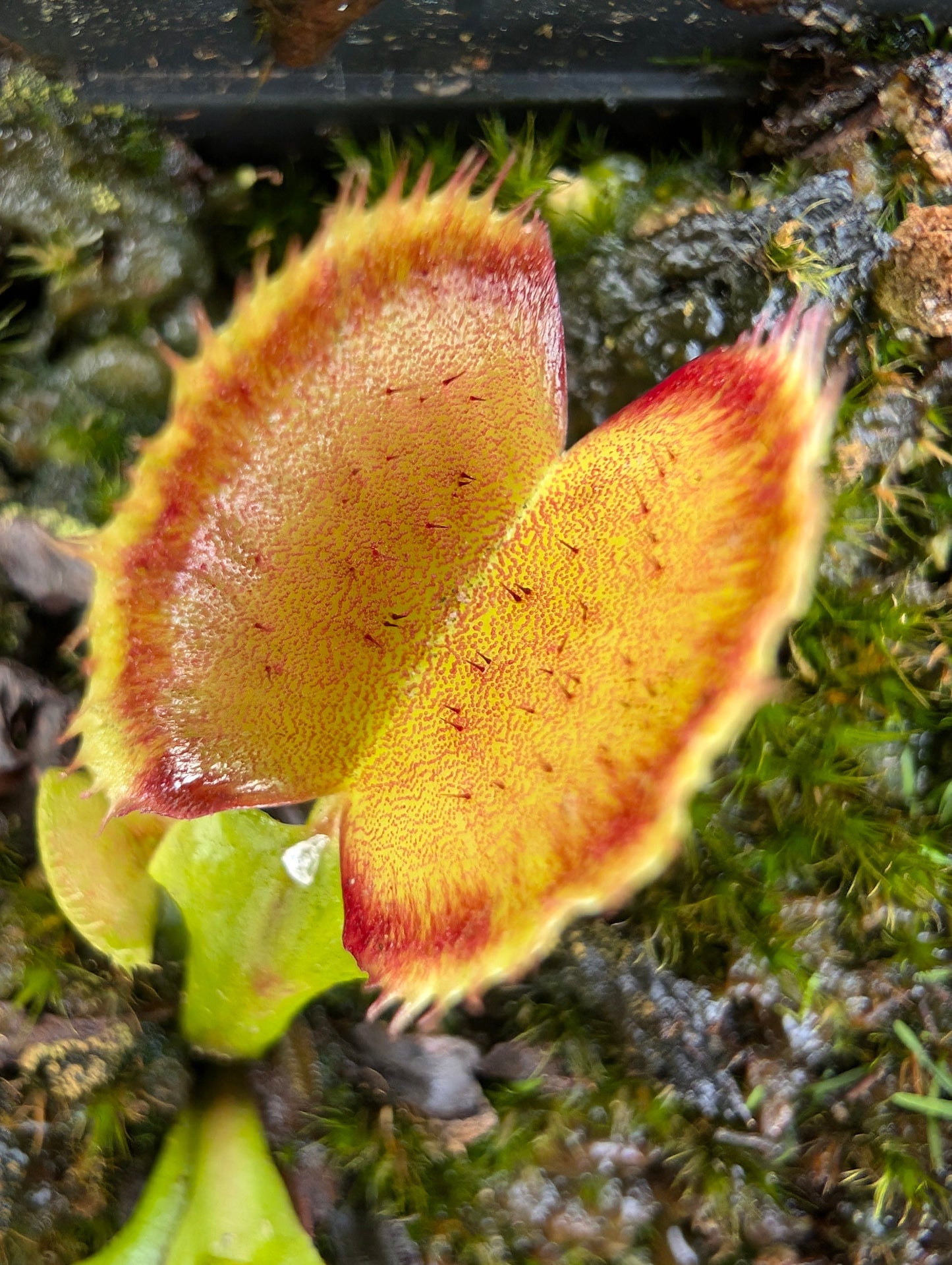 Dionaea muscipula  Carboni Ardenti