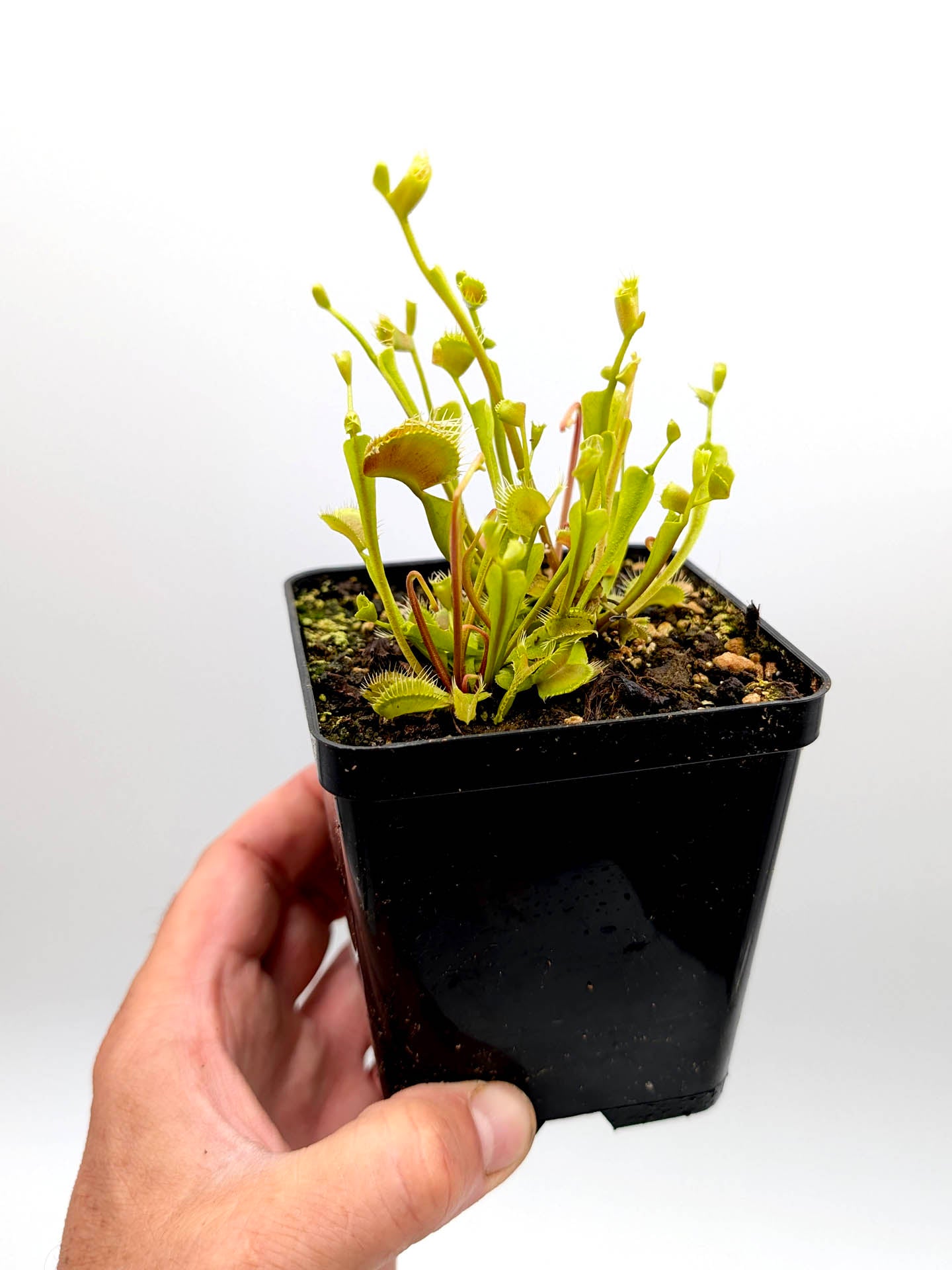 Dionaea muscipula Phyllopteryx