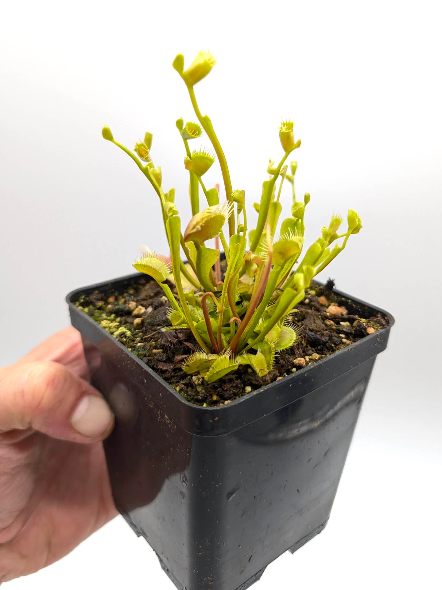Dionaea muscipula Phyllopteryx