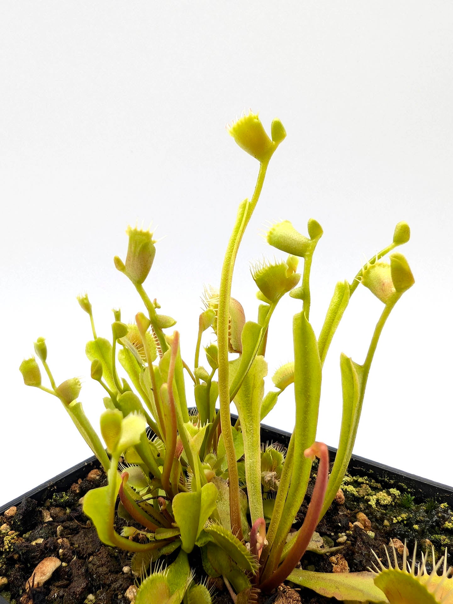 Dionaea muscipula Phyllopteryx