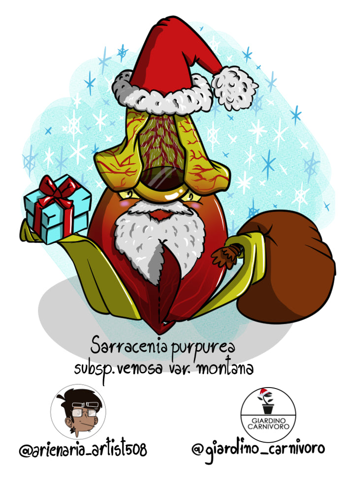 STICKER PURPUREA MONTANA  6 CM X 8,3 CM