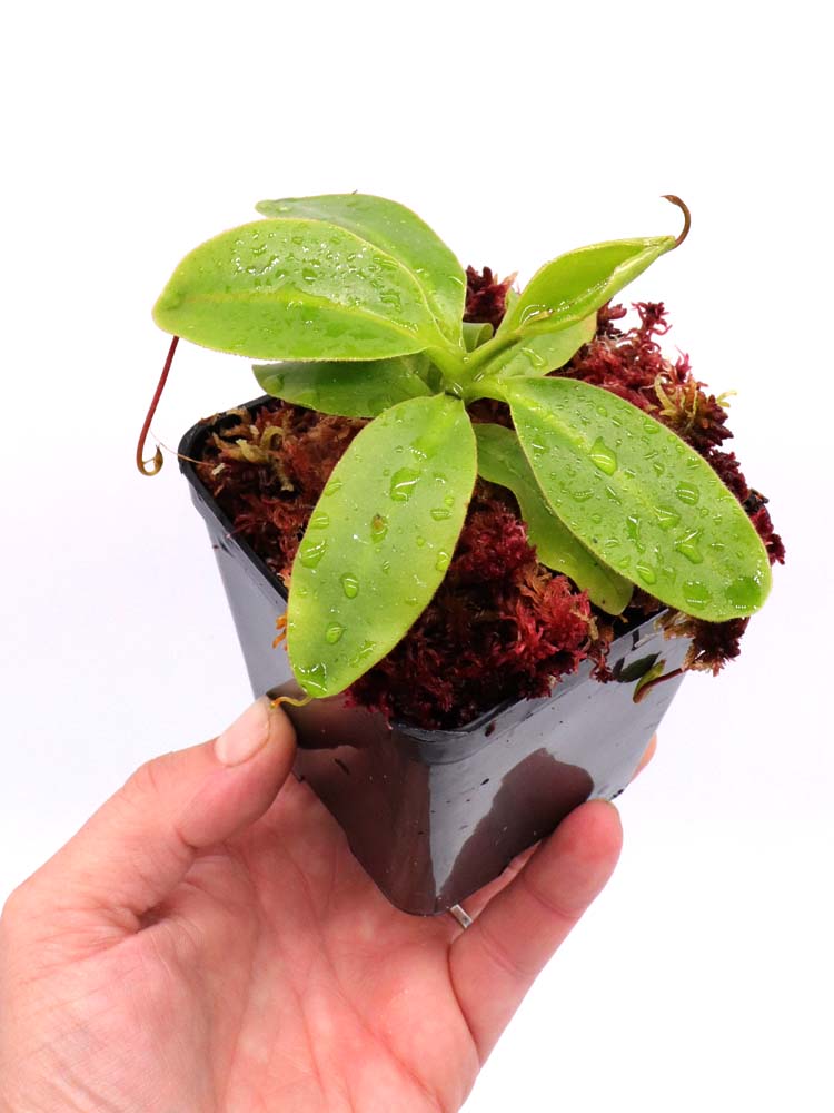 Nepenthes rajah x villosa Yasuhide Nakagawa cross – Giardino Carnivoro