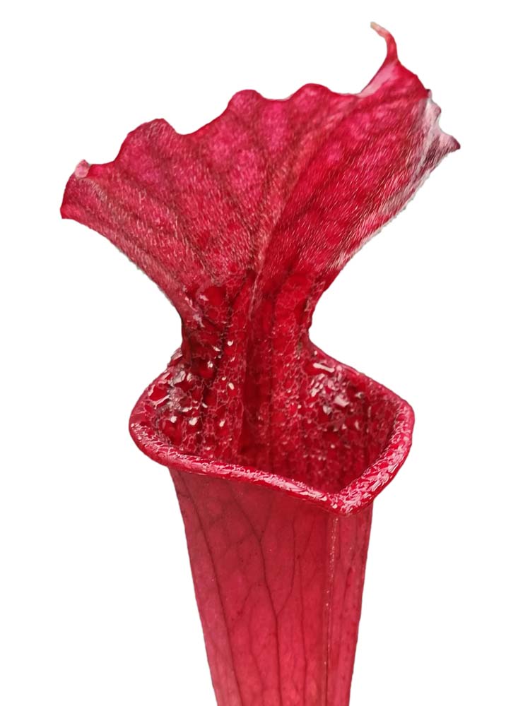 Sarracenia "Red Sumatra" H45 MK