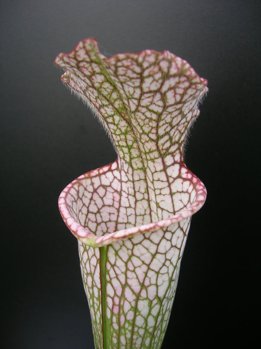 Sarracenia leucophylla "Red tube" Srba