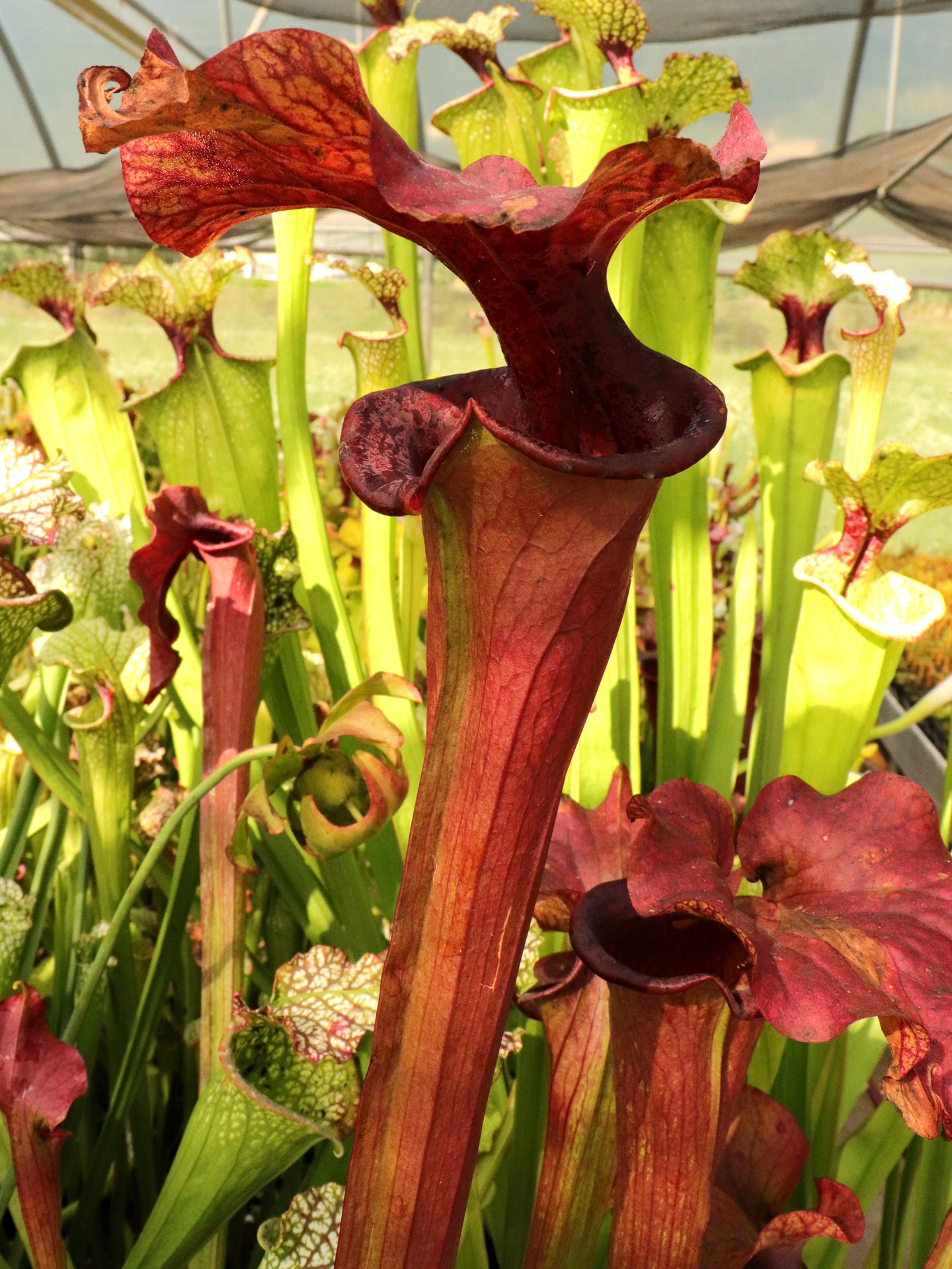 Sarracenia 'Reptilian rose'