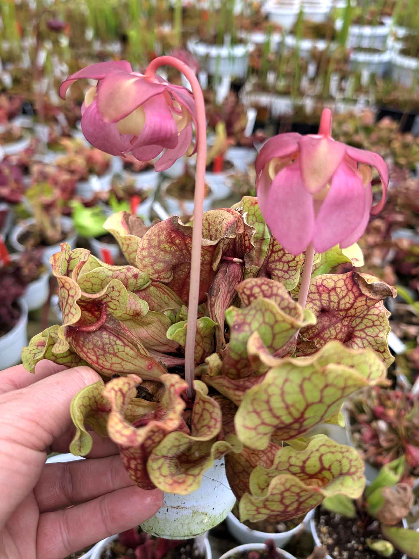 Sarracenia rosea S5LK4 BCP